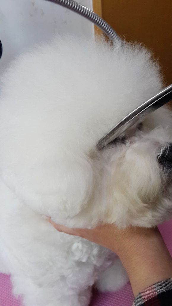 比熊怎么喂省钱,比熊自己做饭的健康食谱