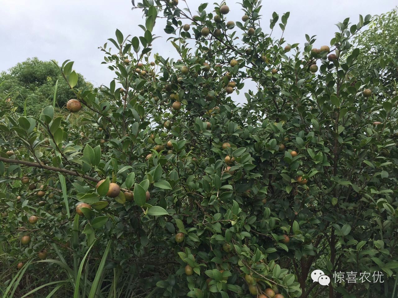 既可以食用又可以药用的植物,可食用又可用的食品