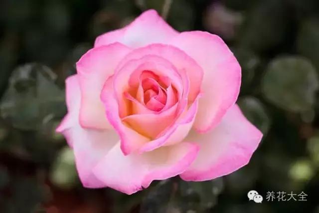 冰淇淋月季快开花的样子 (夏花标准的月季)