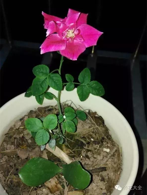 冰淇淋月季快开花的样子 (夏花标准的月季)