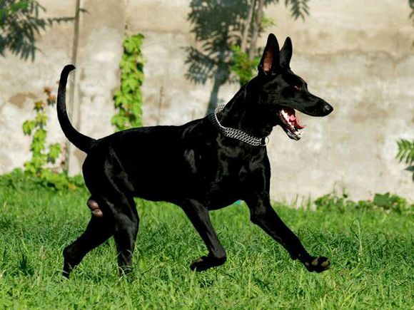 纯纯的土狗,纯纯的小土狗