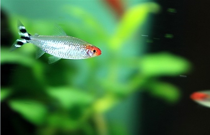 红绿灯鱼养殖方法和注意事项,海水观赏鱼皇后神仙适合新手吗