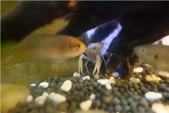 捕获大鱼惊悚片,拍到鲨鱼捕食鱼的真实一幕