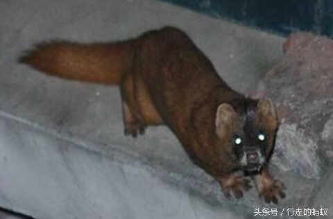 黄大仙给人作揖,黄大仙作揖