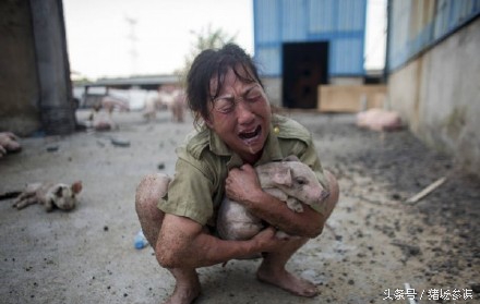 你来评评，猪的命运与养猪人的命运，谁更惨？