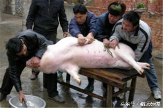 你来评评，猪的命运与养猪人的命运，谁更惨？