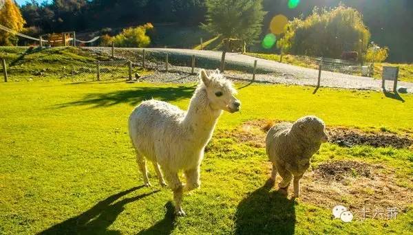 一张照片一段时光油画,随手一拍都是一幅画