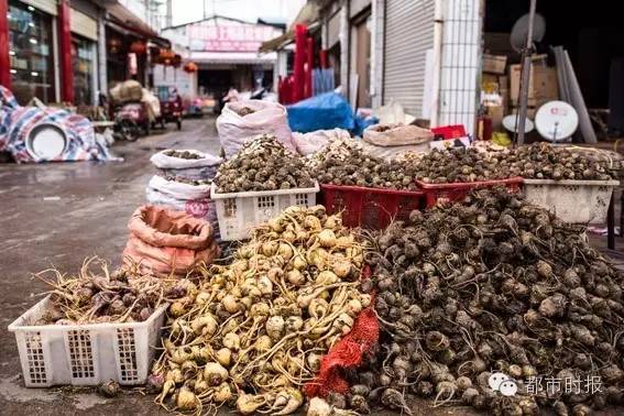 石斛为啥跌下神坛,石斛滞销