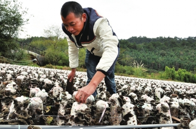 南平市绿色高质量发展,绿色发展道路的目标