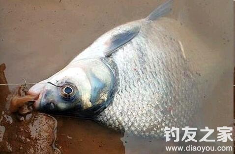 海竿钓鳊鱼的技巧全解析,海竿钓鳊鱼的技巧和方法