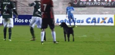 今日足坛:勒沃库森前锋说结婚可以提高射术;巴乙球员比赛中不踢球改逗狗