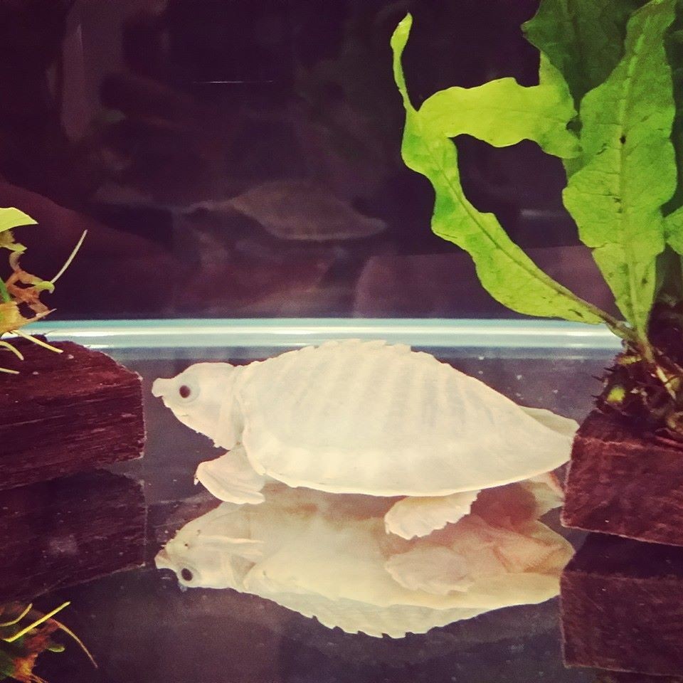 嘿，我养了一堆特殊鱼类，你要看看么？