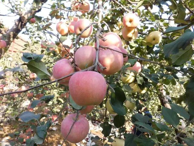 昌平区农业示范园采摘苹果,北京昌平苹果最佳采摘期