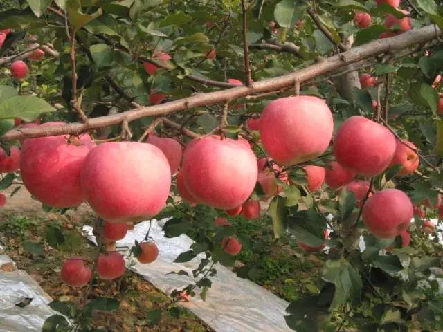 昌平区农业示范园采摘苹果,北京昌平苹果最佳采摘期