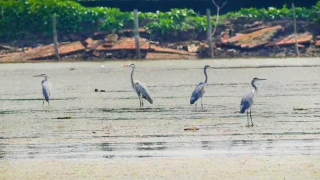 凤凰岛把公园还给你,你还欠自己一次隐居