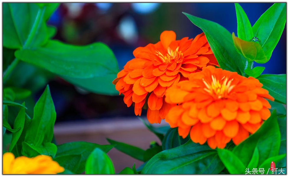 姹紫嫣红入夏来,姹紫嫣红等你来