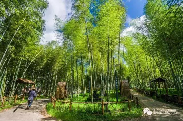 柘荣县旅游必去十大景点,柘荣县楮坪乡景点