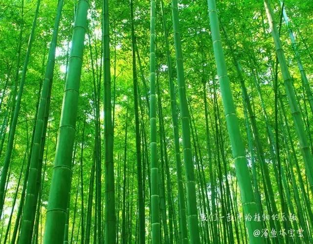 植物世界,植物世界月见草