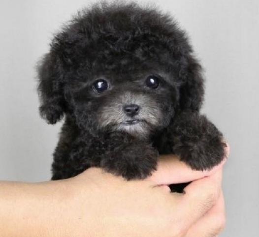 泰迪掉毛局部变秃皮肤没有异样,泰迪容易出现什么病