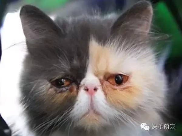 猫咪爱流眼泪还有分泌物,猫咪流眼泪有分泌物用什么药