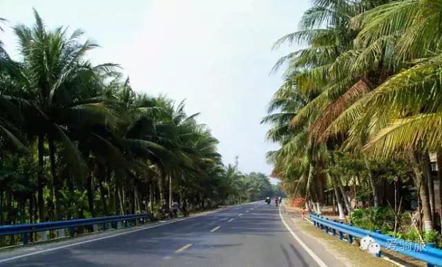 海南环岛游打卡椰林湾,海南椰林游记