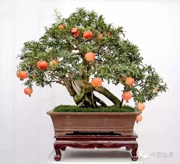 中秋赏桂花吃月饼,中秋佳节吃团圆