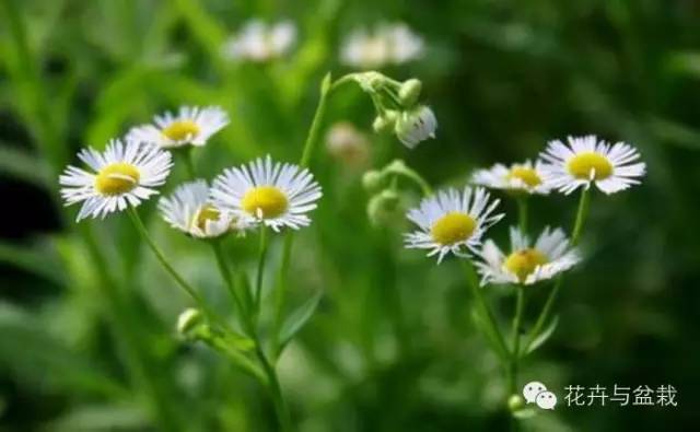 有什么独特小众又漂亮惊艳的花,这些花让人赏心悦目