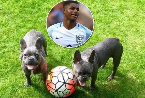 梅西狗狗,c罗和梅西家的顶级恶犬