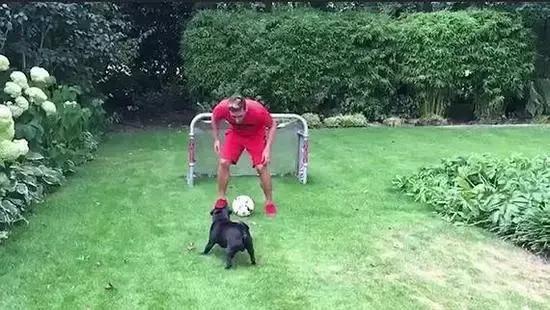 梅西狗狗,c罗和梅西家的顶级恶犬