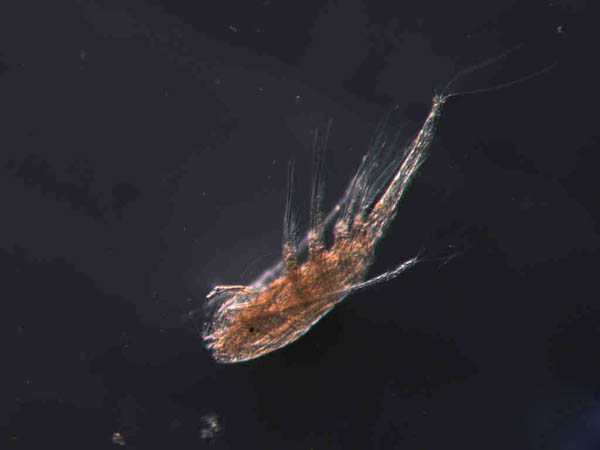 热带小鱼怎么养殖的,热带微型鱼怎么养