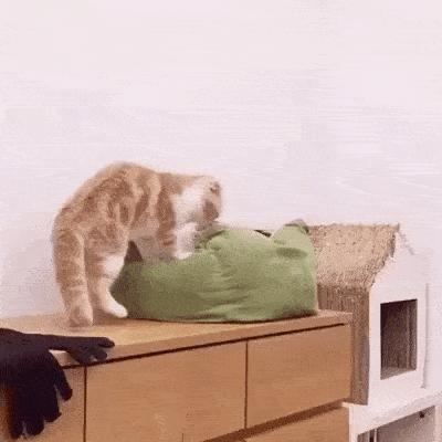 猫咪犯错关禁闭挨饿,猫咪吃了个罐头后很乖