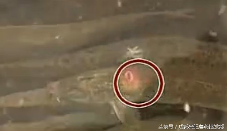 水产养殖：鱼打印病的临床症状和防治