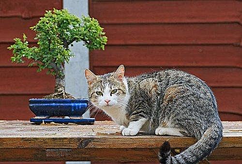 “盆景猫”这种虐猫网站为什么关不掉？！