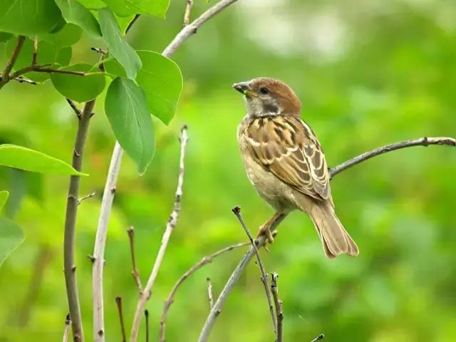 乡间的麻雀,故乡的麻雀