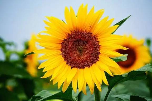 南京国庆假期有哪些免费景点推荐,国庆期间南京有哪些景点免费