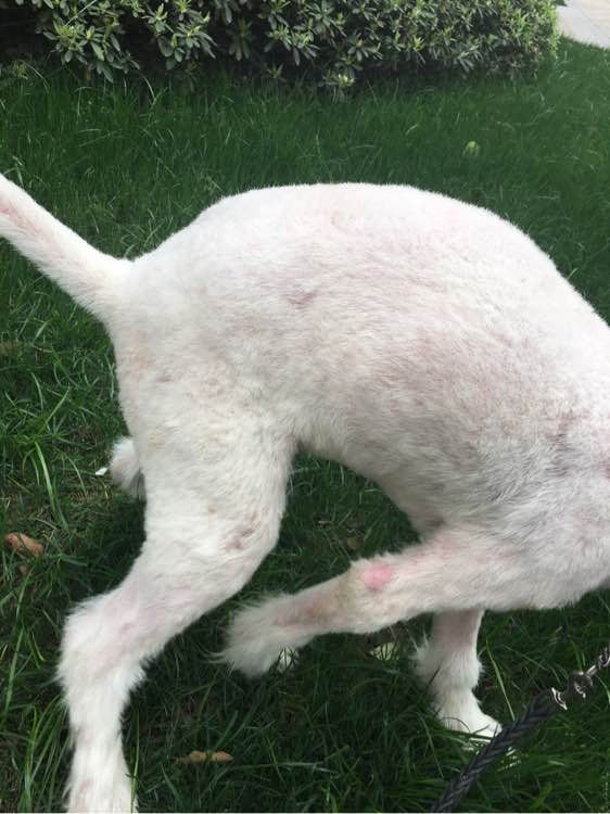 路边捡到一只萨摩耶,捡到萨摩耶有狗癣