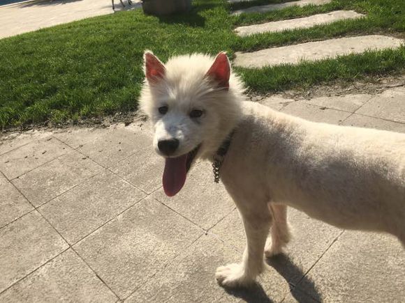 路边捡到一只萨摩耶,捡到萨摩耶有狗癣