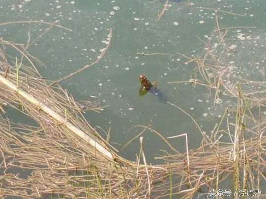 惹瘾上身，擒黑解毒