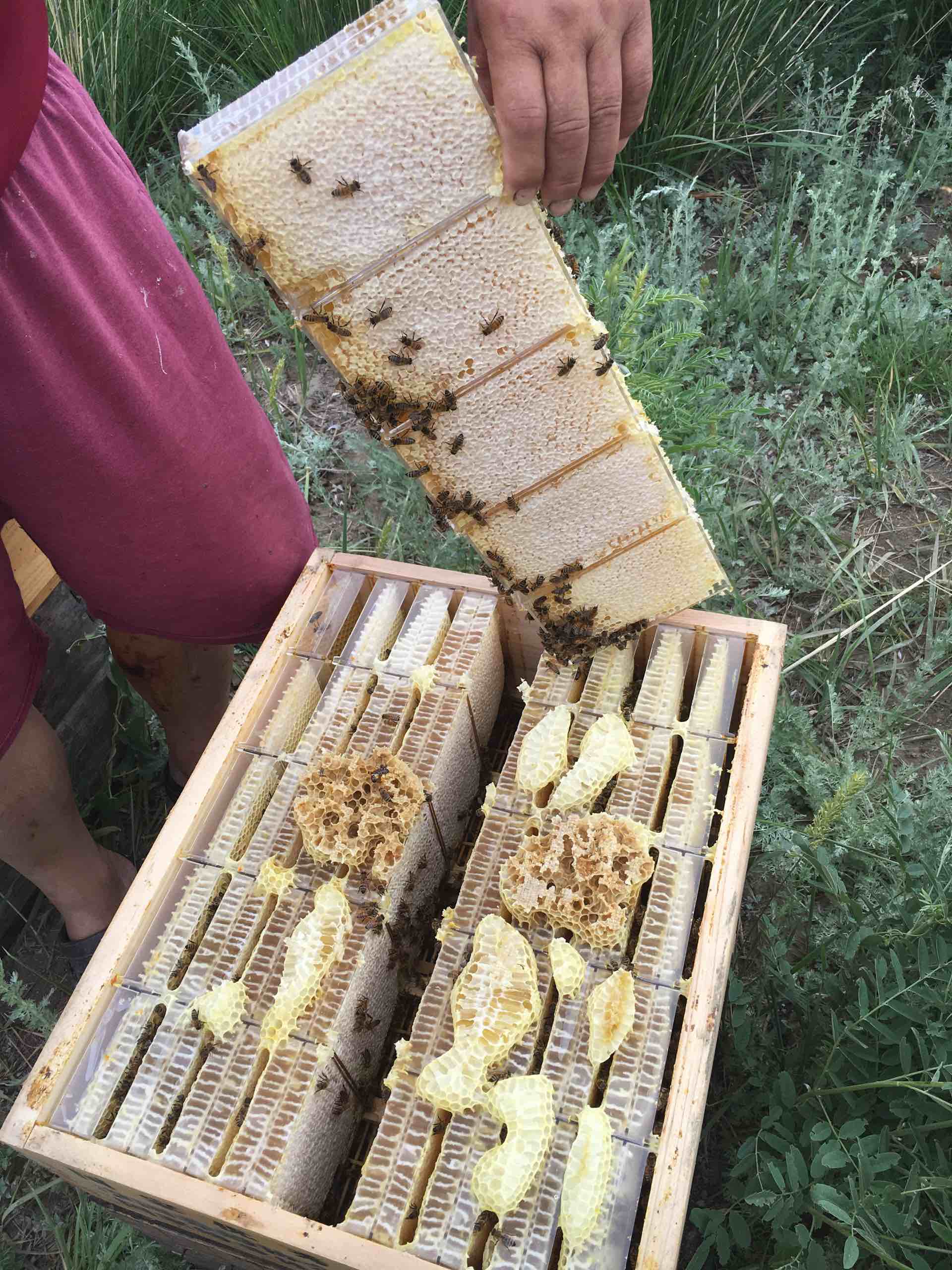 你吃过真正的土蜂蜜吗,纯天然蜂蜜你吃过吗