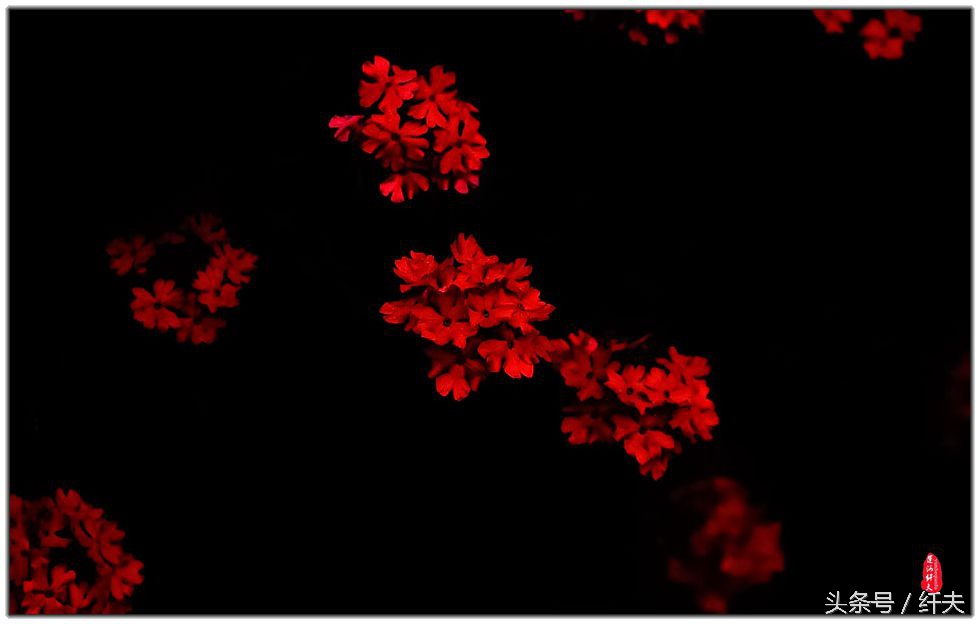 姹紫嫣红入夏来,姹紫嫣红等你来