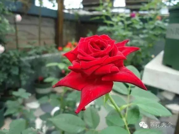 冰淇淋月季快开花的样子 (夏花标准的月季)