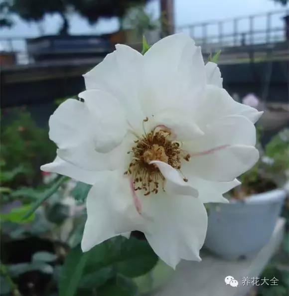 冰淇淋月季快开花的样子 (夏花标准的月季)