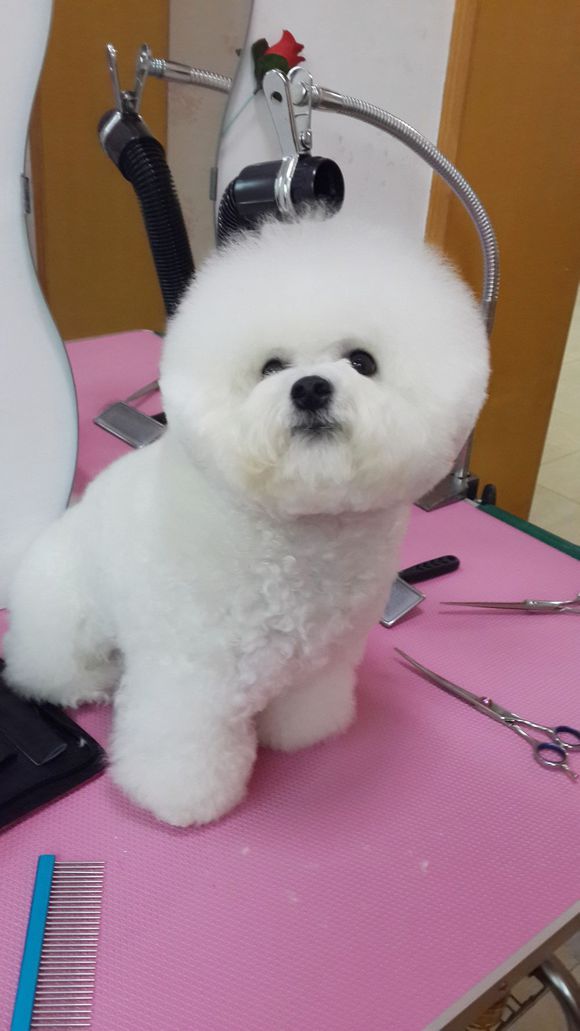 比熊怎么喂省钱,比熊自己做饭的健康食谱