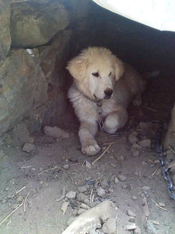 纯纯的土狗,纯纯的小土狗