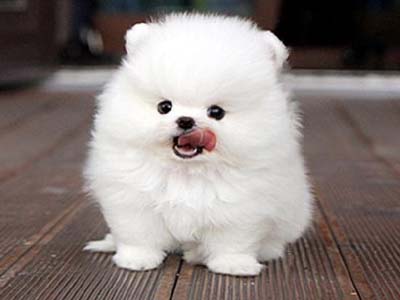 狗狗容易被细菌感染吗,狗狗容易受到惊吓的表现