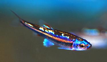 红绿灯鱼养殖方法和注意事项,海水观赏鱼皇后神仙适合新手吗