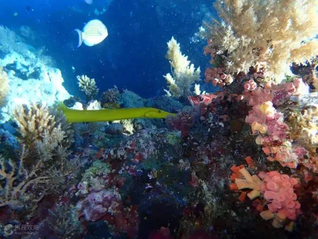 帕劳免签有必要去吗,帕劳对全世界免签吗