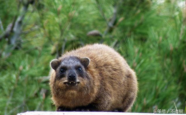 地仙有哪几种动物,有哪些宠物长的比较魔幻