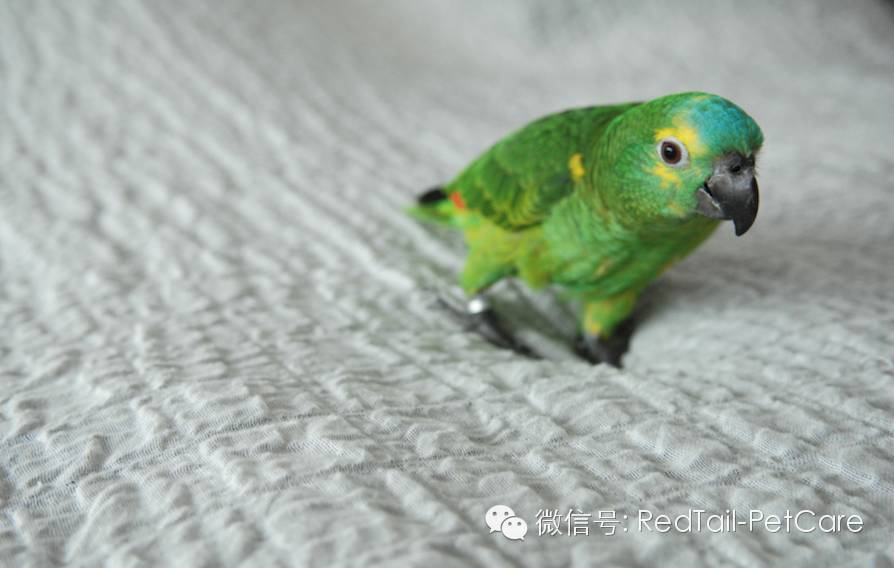 鸟类和鹦鹉的十大危险状况