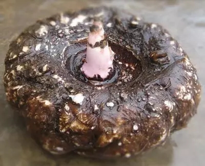 魔芋常见病预防知识,魔芋十种